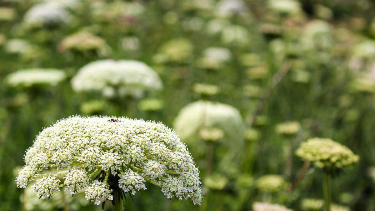 Hemlock is an extremely poisonous plant.