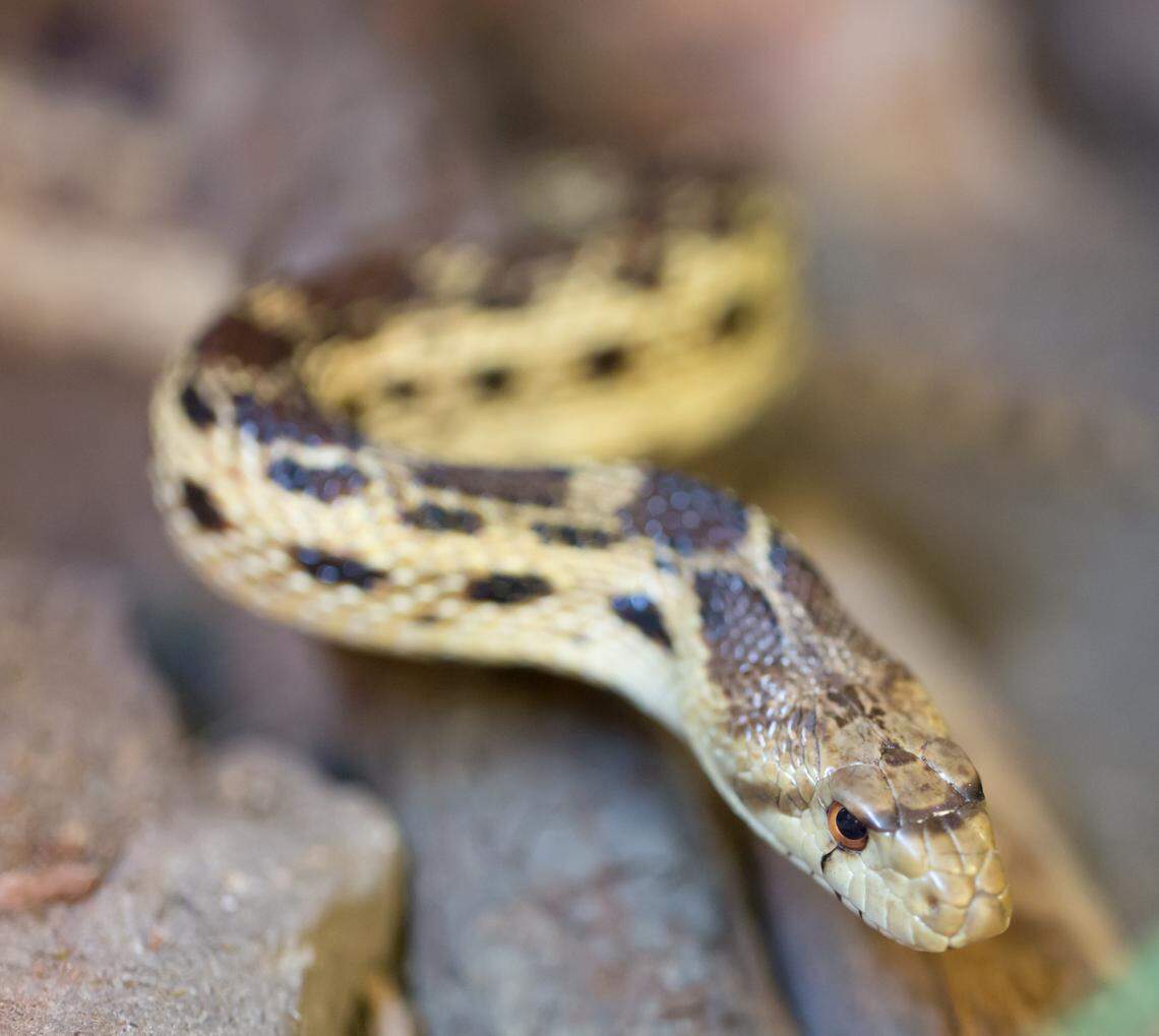 The Pacific gopher snake is native to the Western coast of the United States.