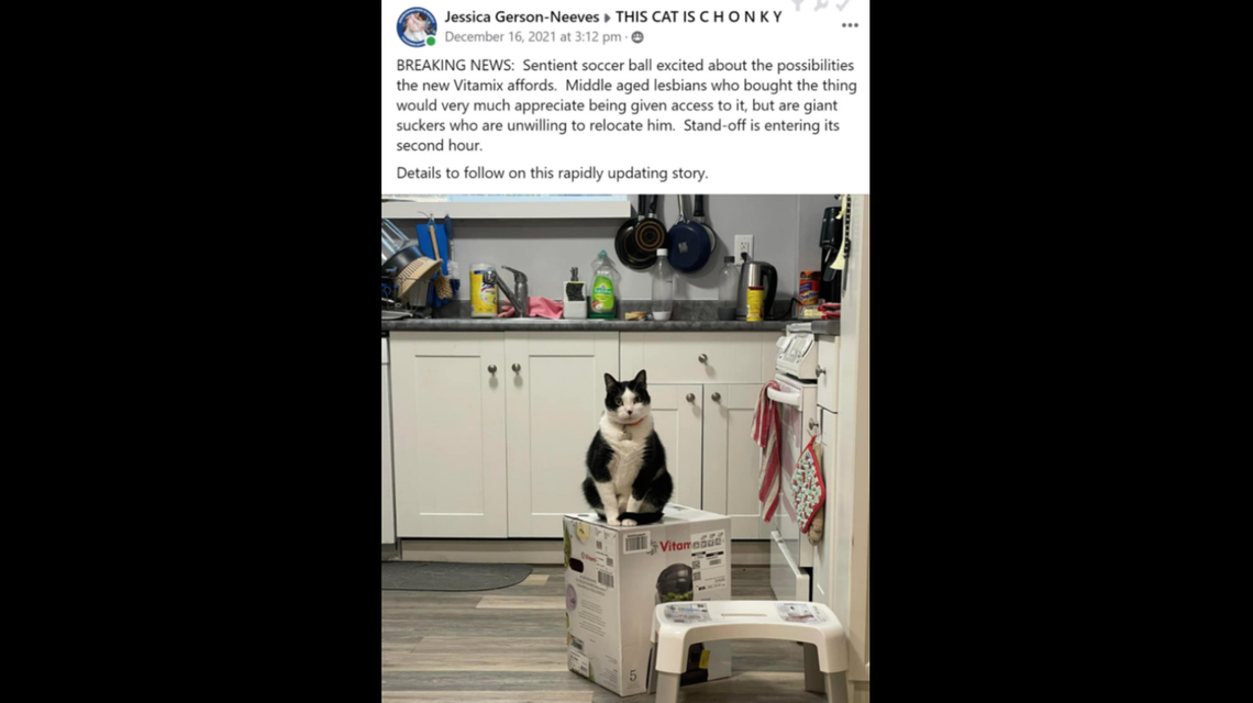 The three cats have been fighting for weeks over the box, including sitting on it.