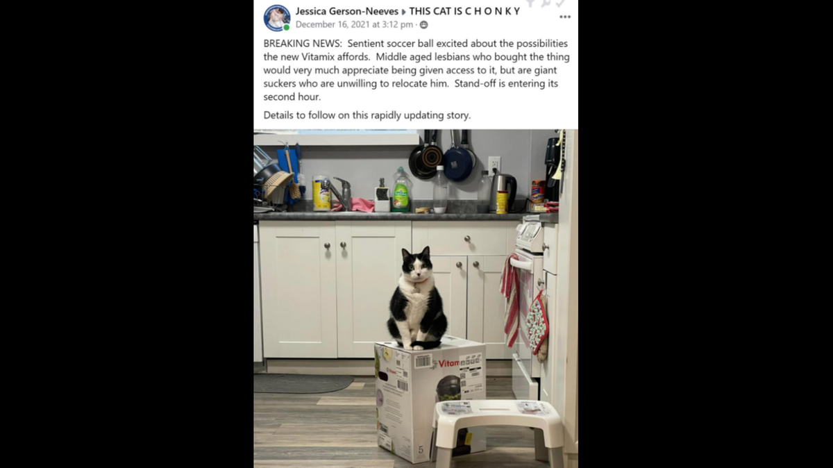 The three cats have been fighting for weeks over the box, including sitting on it.