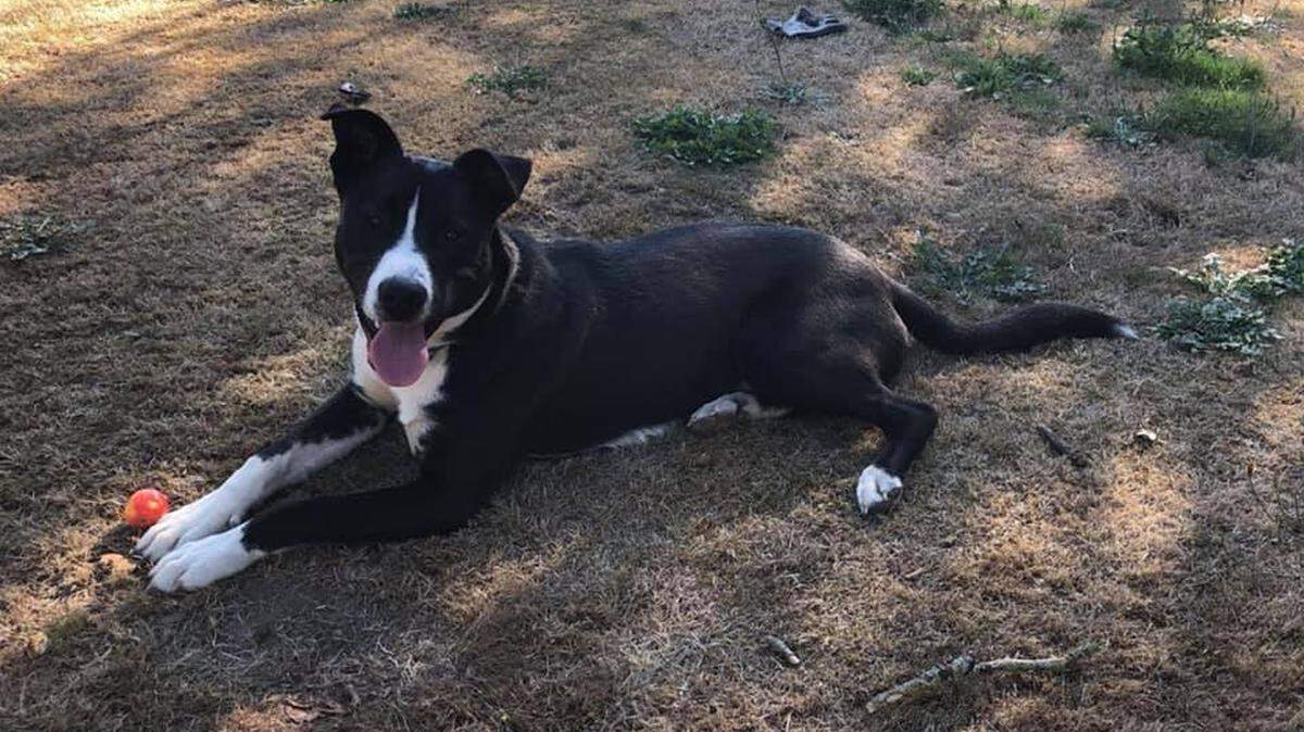 A coyote hunter on private property is believed to have shot and killed Sherman, a 12-year-old pit bull/husky mix that belonged to Custer resident Ray Kortus on Saturday. The family is offering a reward for information.
