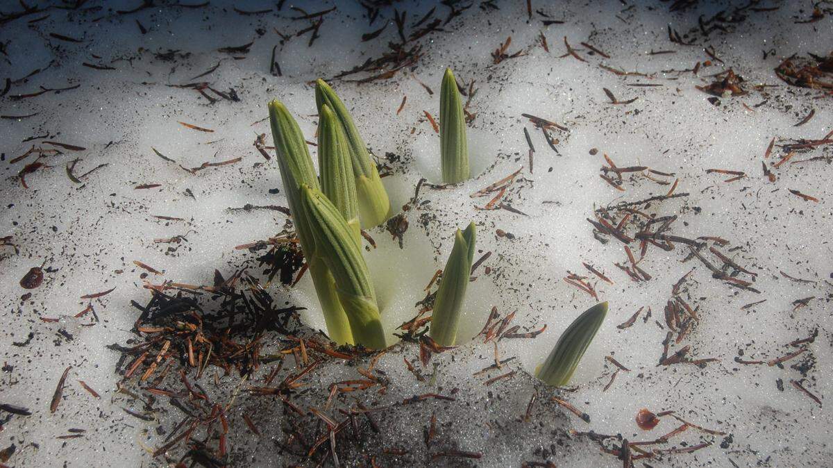Glacier lilies poke through snow along the Chain Lakes Trail near Heather Meadows in September 2011.