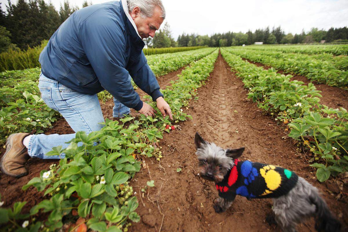 Boxx Berry Farm owner Mike Boxx takes a look at Honey-Eye strawberries at the farm north of Bellingham, with his dog Bella, in 2010.