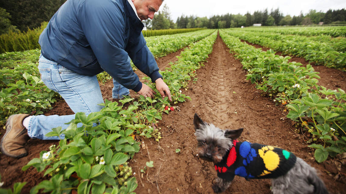 Popular Whatcom County family farm to close next fall after 65 years in business