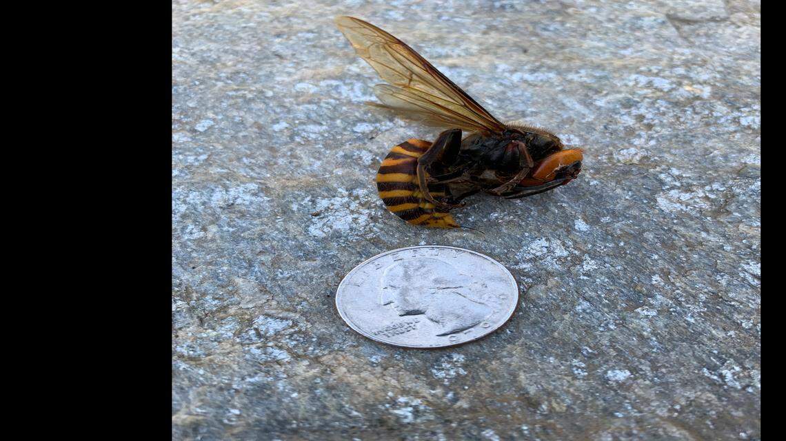 A dead Asian giant hornet was found on a road by a resident walking near Custer on Wednesday, May 27. It was the first confirmed sighting of the invasive, bee-killing pests in Washington state in 2020.
