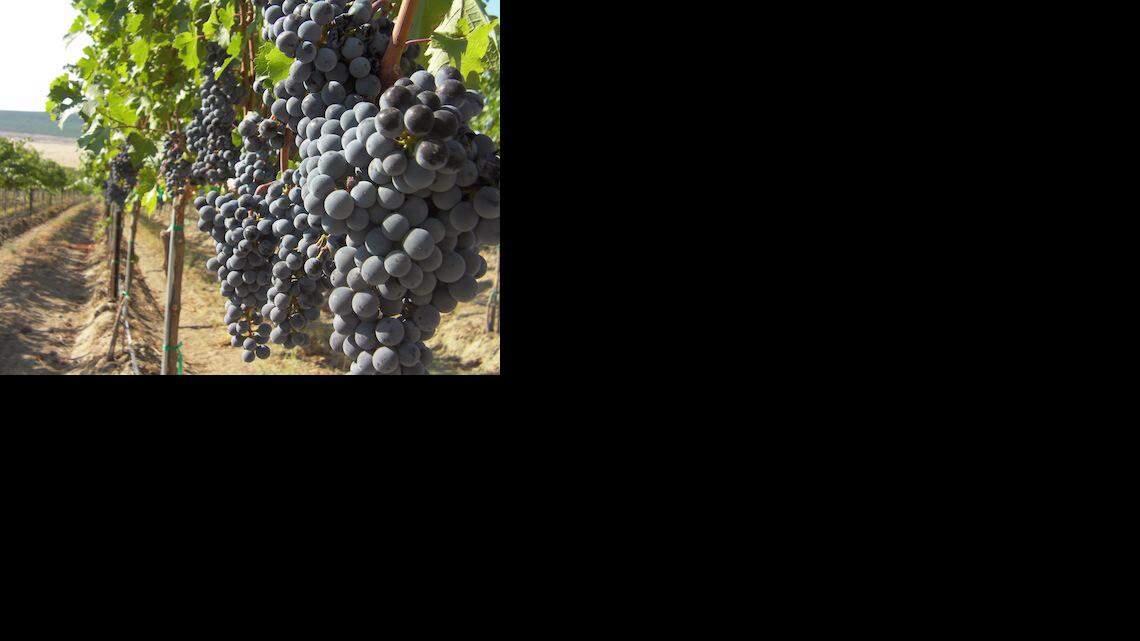 Northwest Wines: Cabernet Sauvignon now the top wine grape in Washington