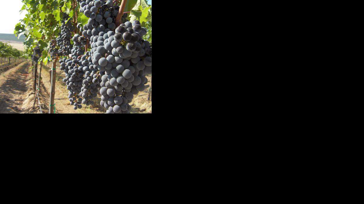cabernet-washington
