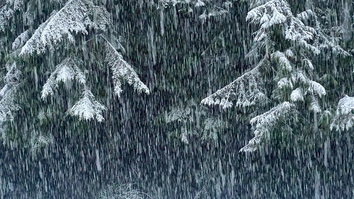 Snow falls Saturday morning in the Sudden Valley community east of Bellingham.