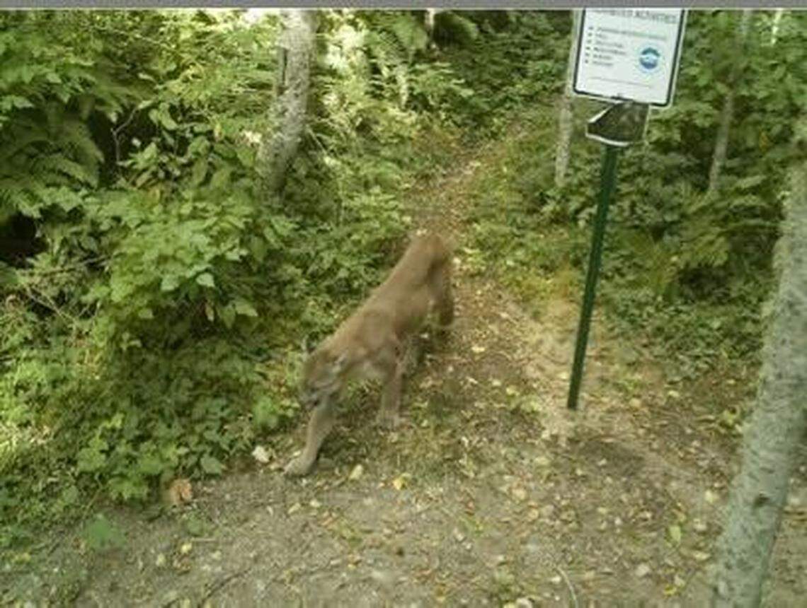 A trail camera photographed a cougar along a hiking trail in the Lake Whatcom watershed last fall.