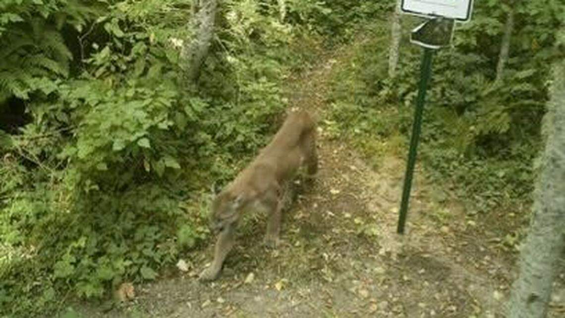 State wildlife officials euthanize cougar in Sudden Valley after attack on dog