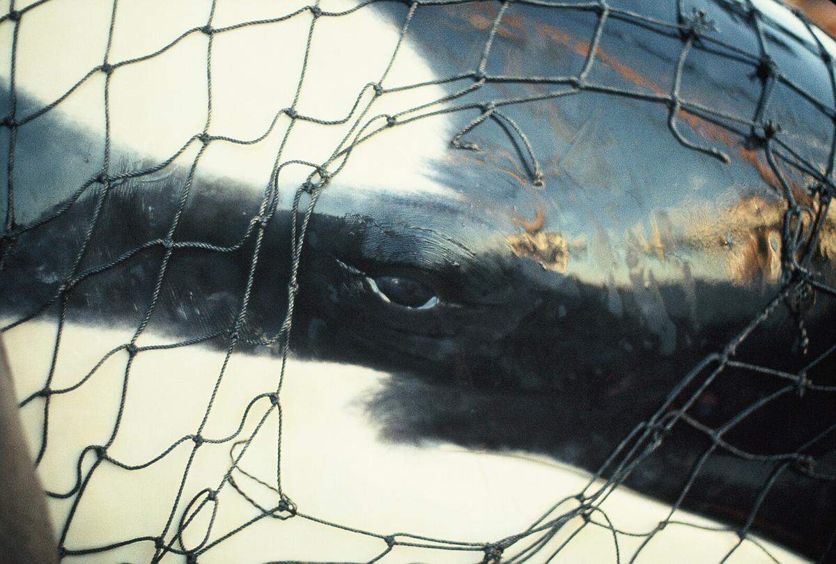 Tokitae’s eye is shown through netting as she is trucked from Penn Cove on Whidbey Island, Wash., in 1970, in a scene from the documentary film “Resident Orca.”