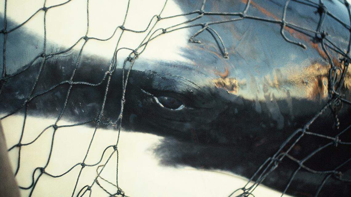 Tokitae’s eye is shown through netting as she is trucked from Penn Cove on Whidbey Island, Wash., in 1970, in a scene from the documentary film “Resident Orca.”