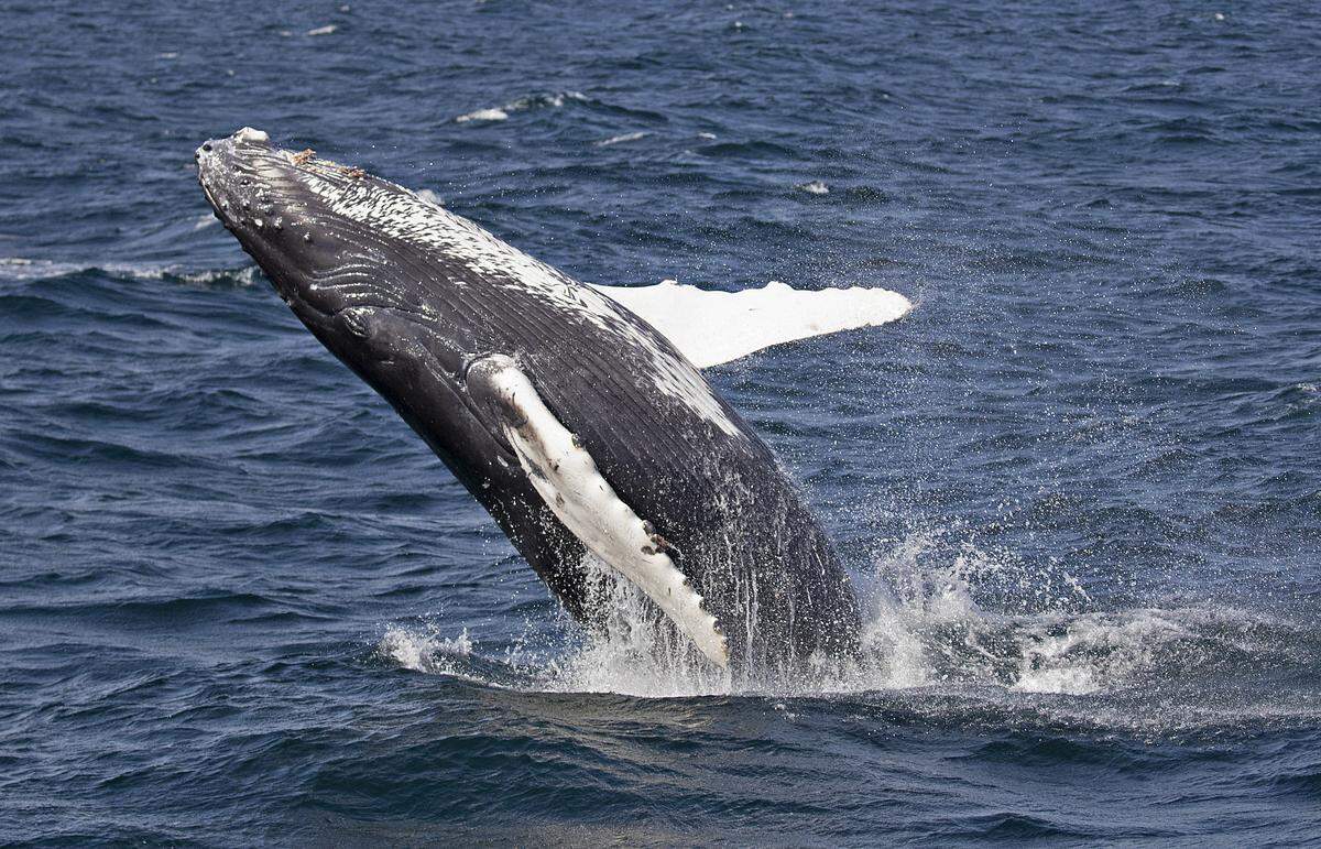A humpback whale calf breaches in the Salish Sea in fall 2021 in this photo provided by the Pacific Whale Watch Association.