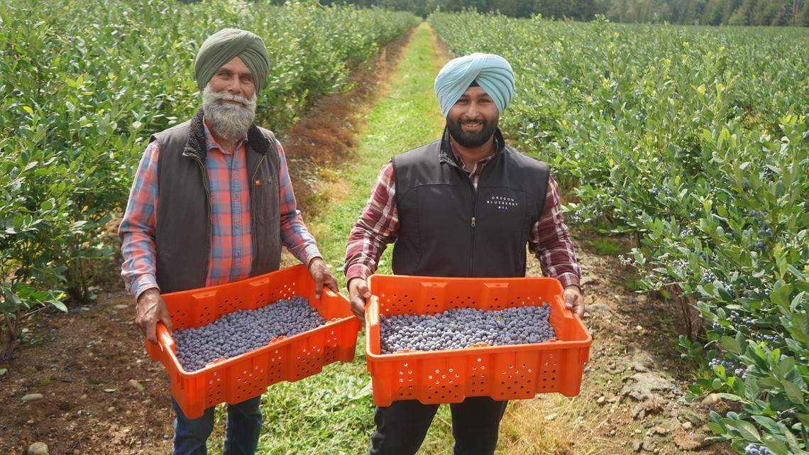 Kissan Berry Farm is owned and operated by the Brar family. Amarjit Brar (bottom left) and one of his sons Jiwan, operate the farm to grow and harvest blueberries, Thursday, August 10, 2023.