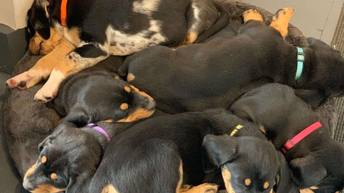 These coonhound puppies are taking a break at Are You My Human? Dog Rescue & Lounge on Cornwall Avenue. The new business allows people to hang out with puppies and also provides adoption services.