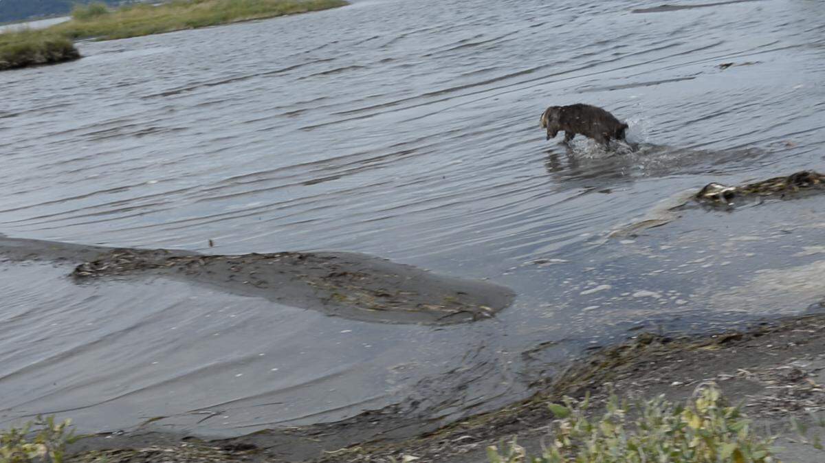 A female northern river otter sprints out of a kennel after being released back into the wild at the end of Kwina Road on the Lummi Reservation on Friday, July 6, 2018. The female and her three young offspring had been cared for since April, when they were dropped off at the Whatcom Humane Society's Wildlife Rehabilitation Center.