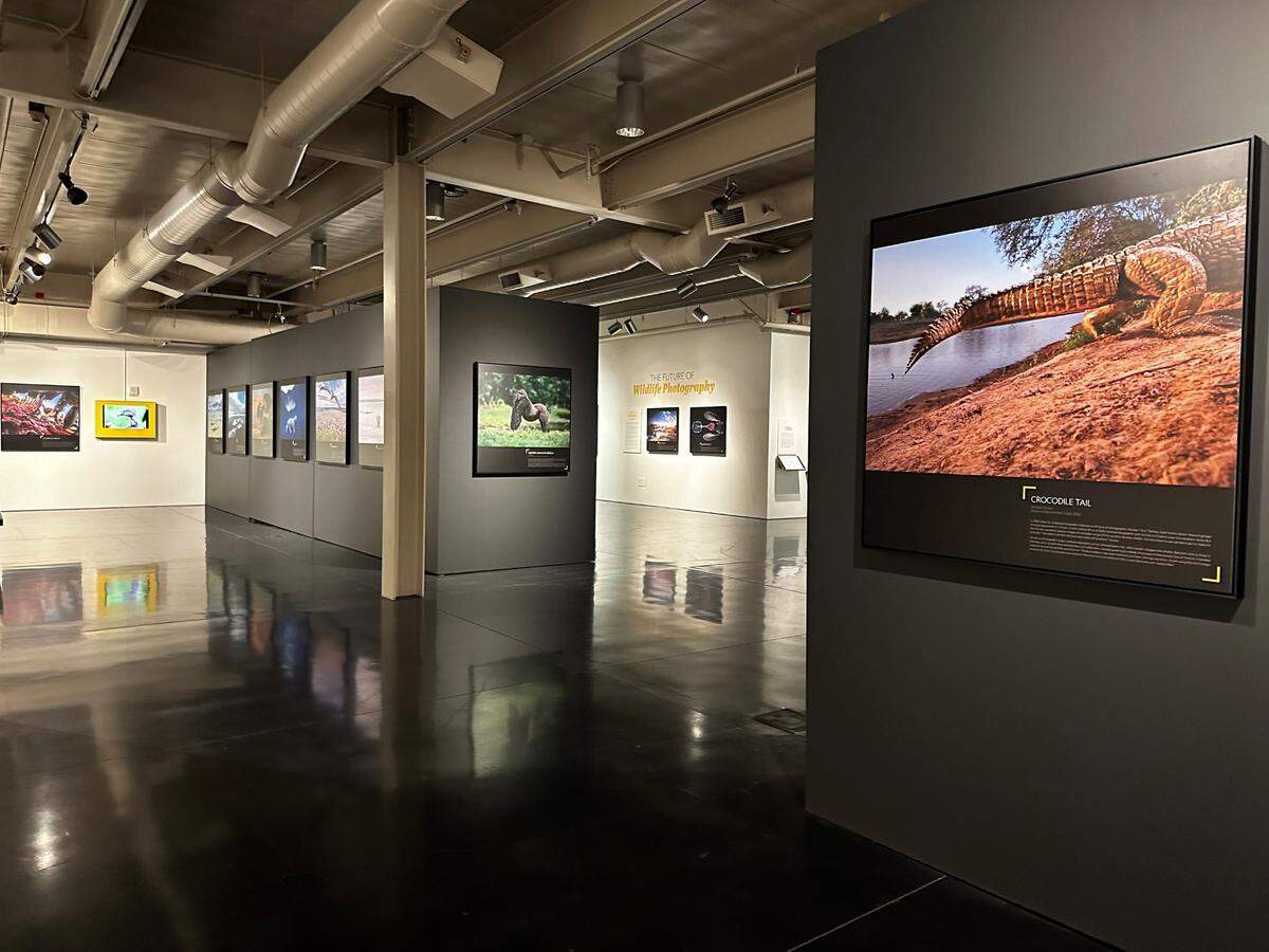 A photo inside Whatcom Museum’s National Geographic’s Greatest Wildlife Photograph exhibit opening in April 2024 inside the Lightcatcher Building at 250 Flora St. in Bellingham, Wash.