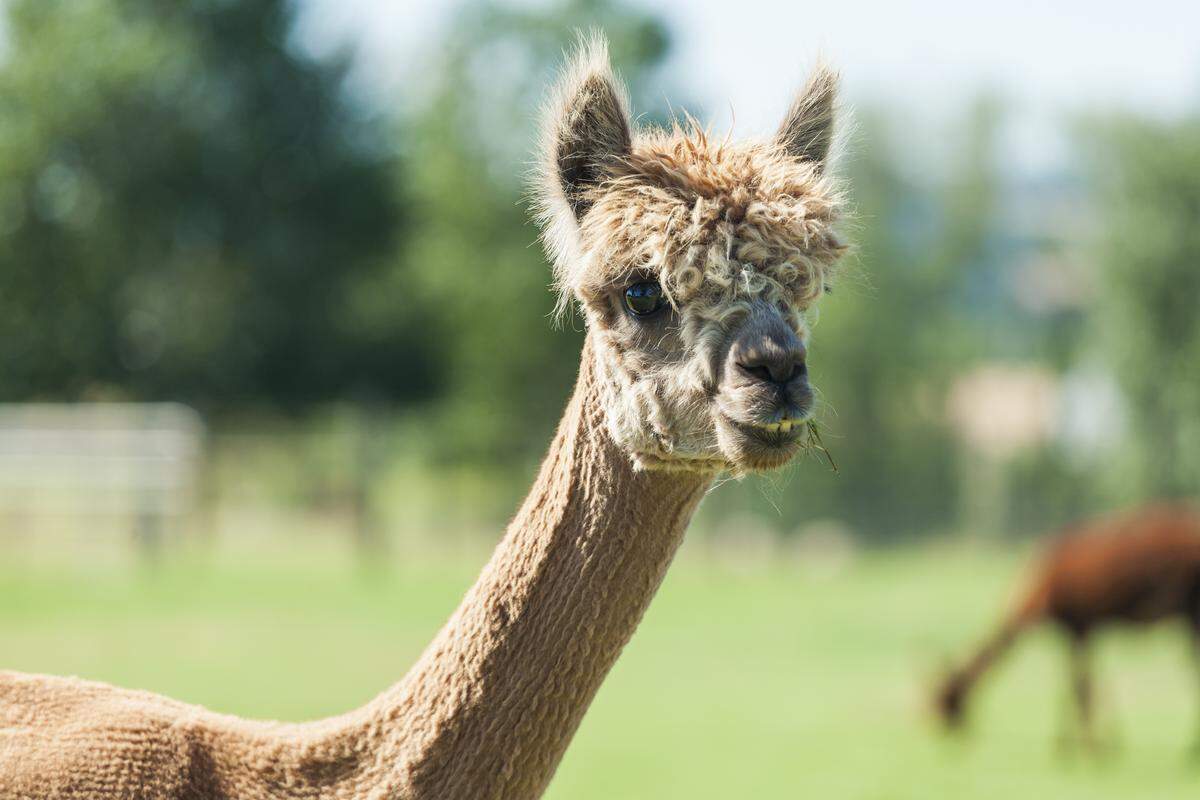 A shorn alpaca smiles at camera.