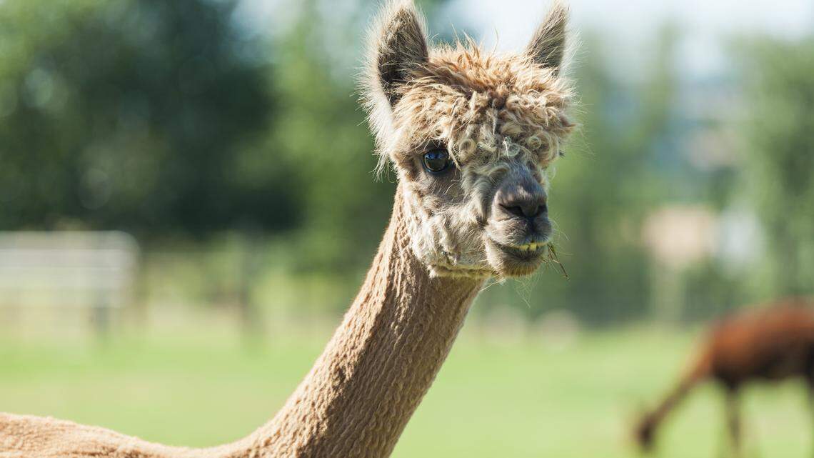 More West Nile virus found in mosquitoes in popular Tri-Cities areas for walking, biking