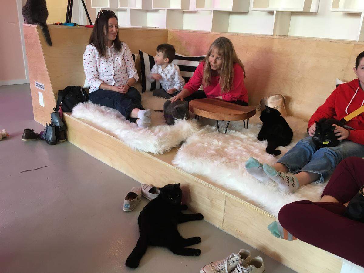Visitors meet cats on the bonding pad at Neko Cafe in downtown Bellingham on opening day Friday. The cats are available for adoption from the Whatcom Humane Society after 30 days.