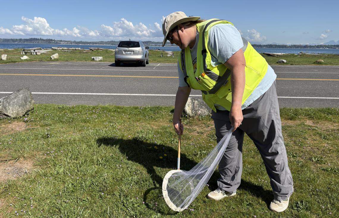 Master melittologist trainer Karla Salp shows new Washington Bee Atlas volunteers how to catch a bee at Birch Bay State Park on April 24, 2026.