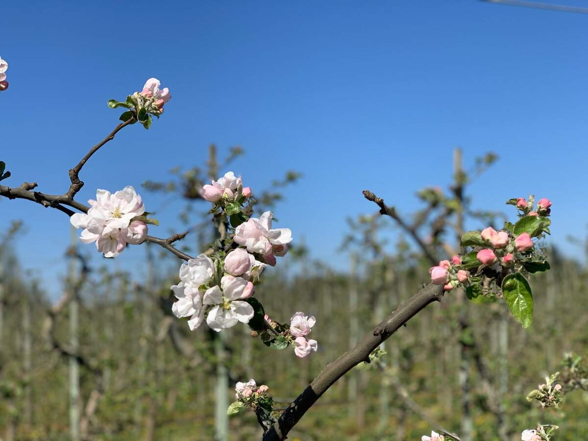 Apple blossoms are in bloom at Bellewood Farms & Distillery in Lynden. 