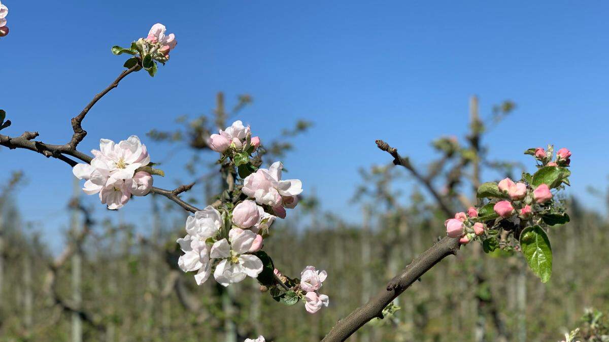 Admire 40 acres of apple blossoms at Bellewood Farms & Distillery during the free Drive-Thru Blossom Tour on the first weekend of May 2021.