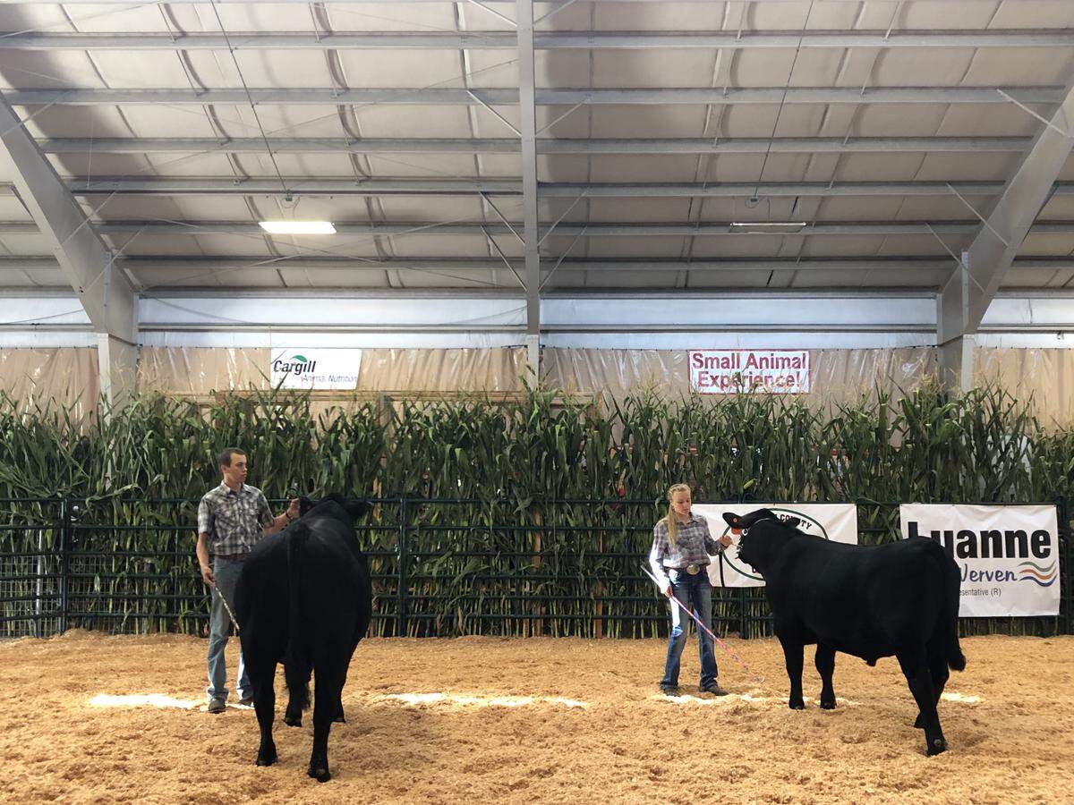 Wyatt Brink, left, and Madelyn Brink show their cattle in the ring at the Northwest Washington Fair in Lynden, Wash., Tuesday, Aug. 13, 2019.
