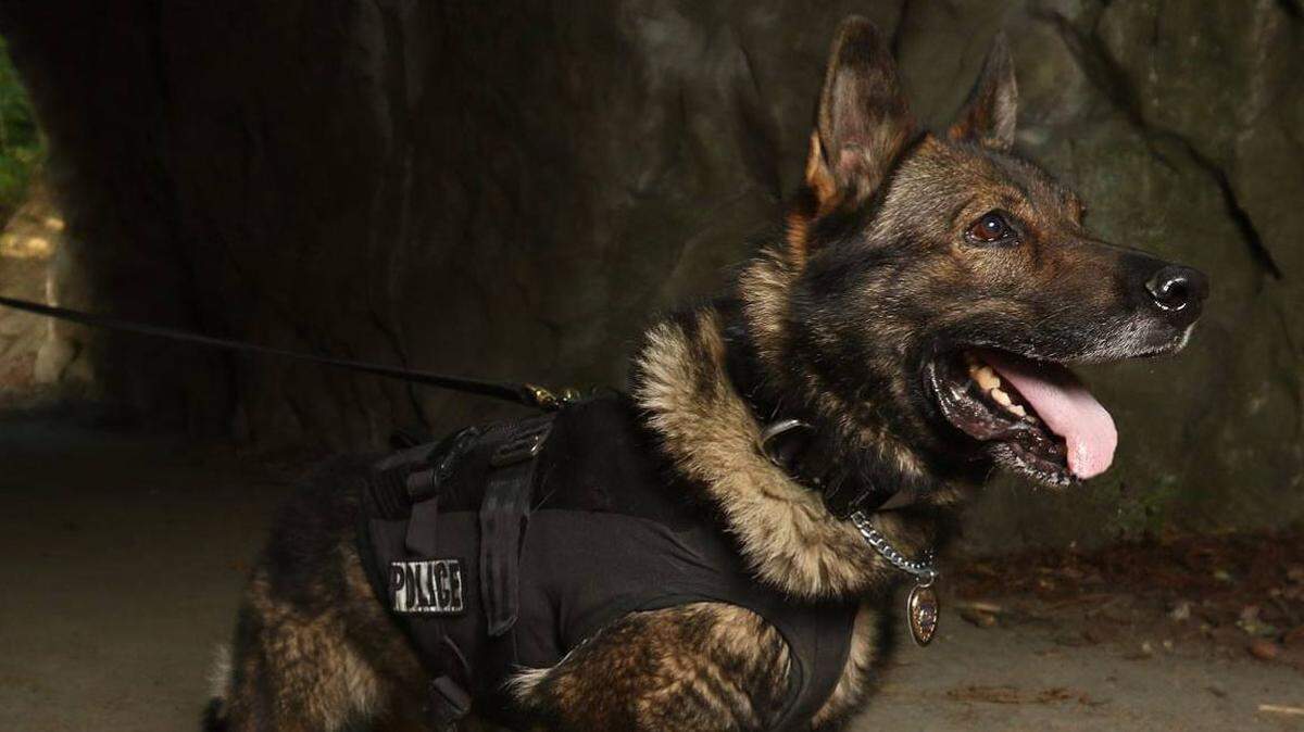 Bellingham Police K-9 officer Danek