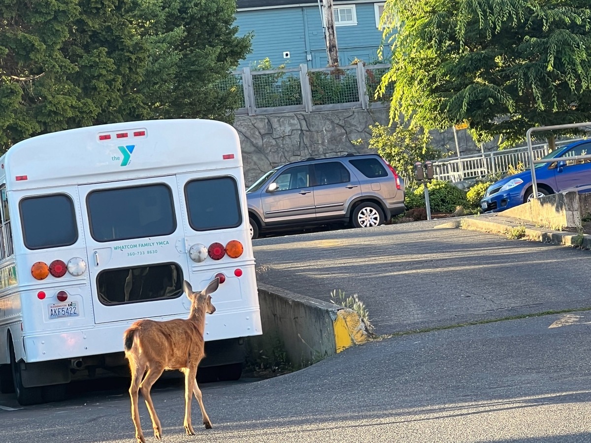 A young doe walks through the parking lot behind the Whatcom Family YMCA, 1256 N. State St. in Bellingham, Wash., on July 25, 2022.