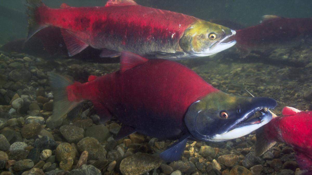 A proposed lawsuit aims to save endangered sockeye salmon from hot water in the lower Snake River in Eastern Washington by removing dams.
