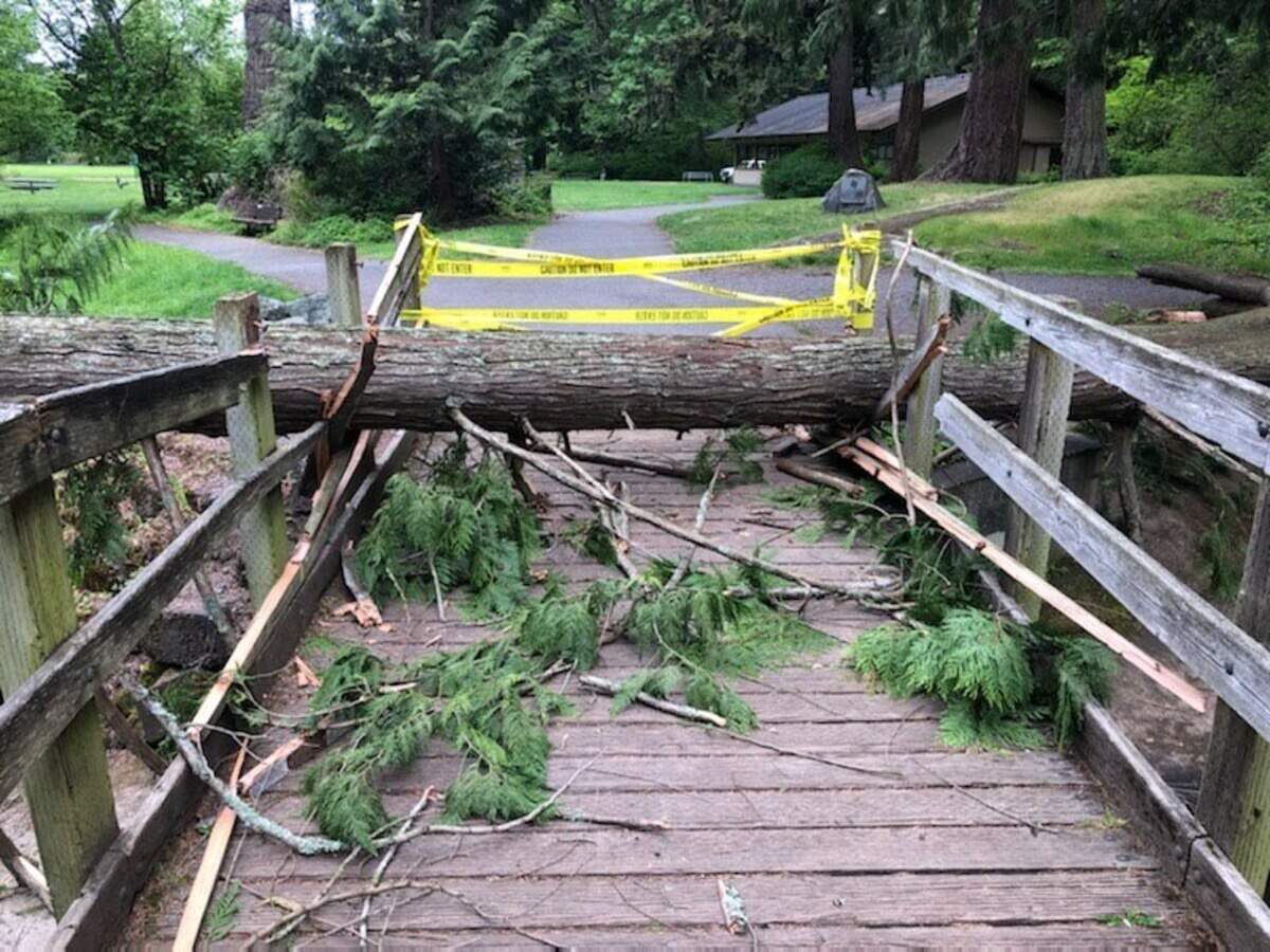 Part of a cedar tree rests on the east footbridge over Squalicum Creek Monday, May 23, in Cornwall Park. The multi-trunk cedar tree collapsed Sunday, May 22, according to the Bellingham Parks and Recreation Department.