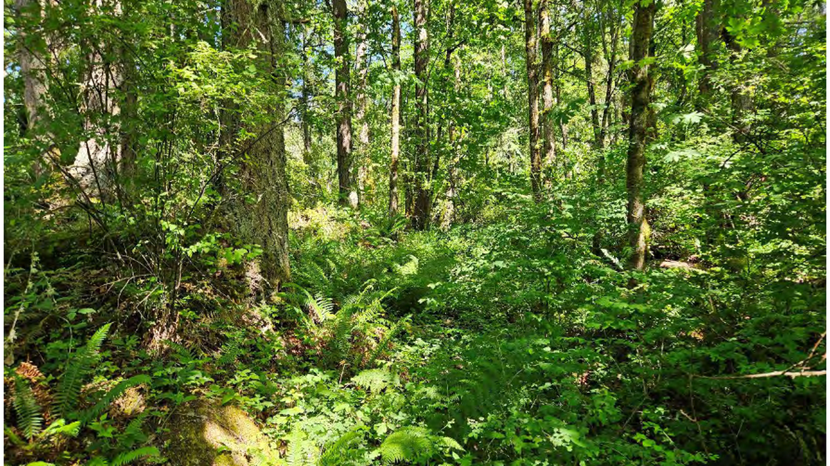 An undated handout photo shows one of two sites in the Lake Whatcom watershed that the city of Bellingham, Wash., has agreed to buy. The is a nearly 6-acre site east of Toad Lake Road.