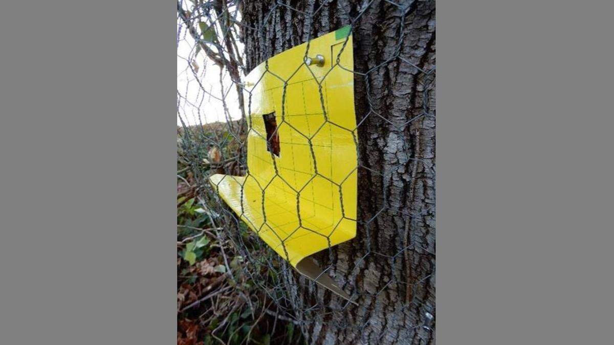 A total of 61 experimental “sap traps” have been set up around Whatcom County to try to capture Asian giant hornet queens as part of efforts to find and destroy the invasive pests, which were found in Whatcom County last year. That marked the first time the hornets were found in Washington state and the U.S.