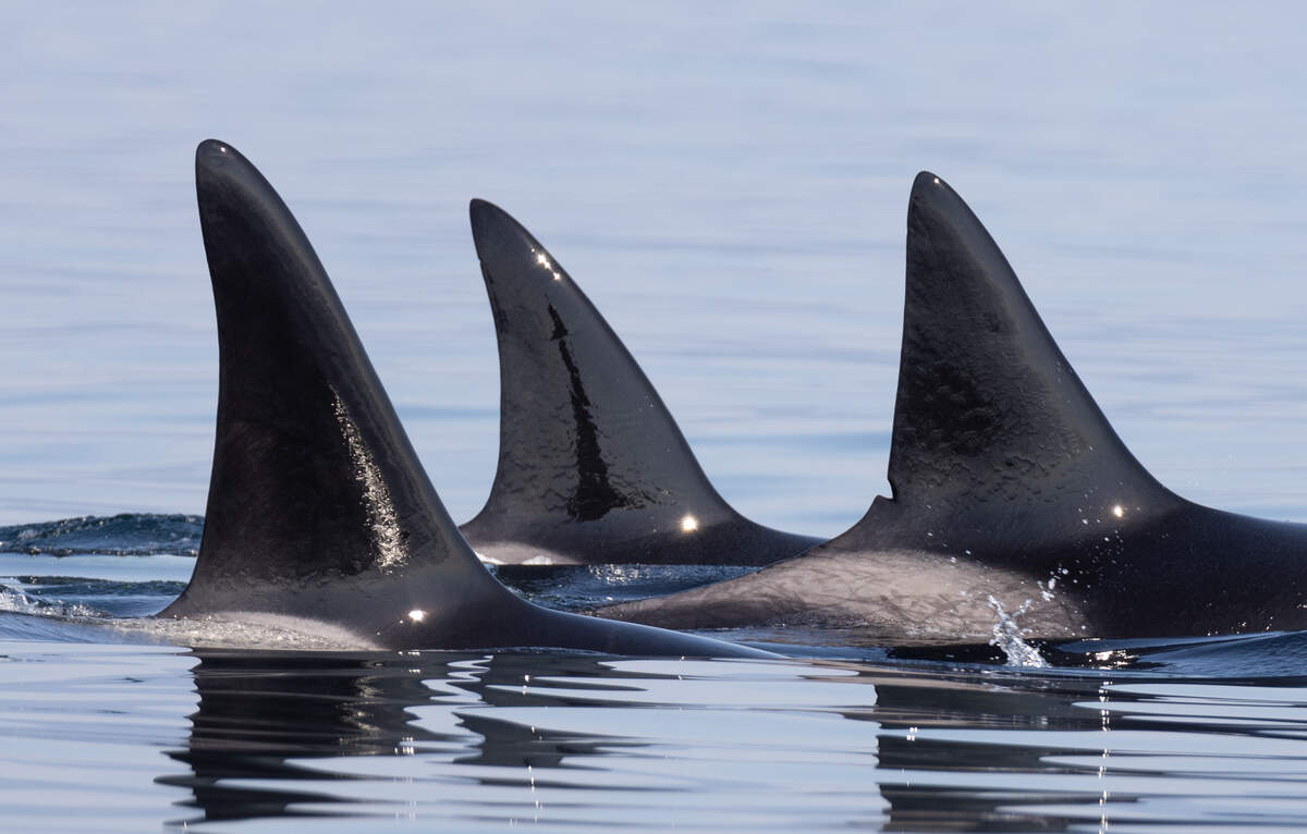 Bigg’s killer whale dorsal fins show in the Salish Sea off the coast of Washington state. A record-breaking number of Bigg’s killer whales and humpback whales were spotted in 2022 in the waters of British Columbia and Washington state, according to year-end data compiled by the Pacific Whale Watch Association and local research organizations.