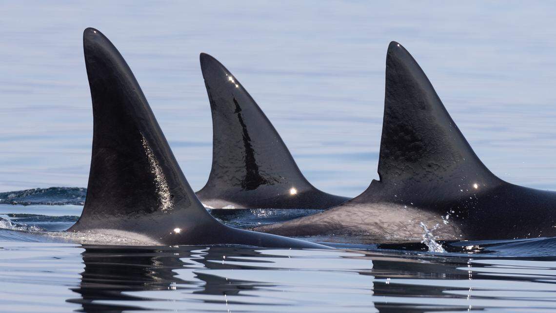 Facial ID for whales and dolphins? It’s happening. Here’s how it can help research in WA