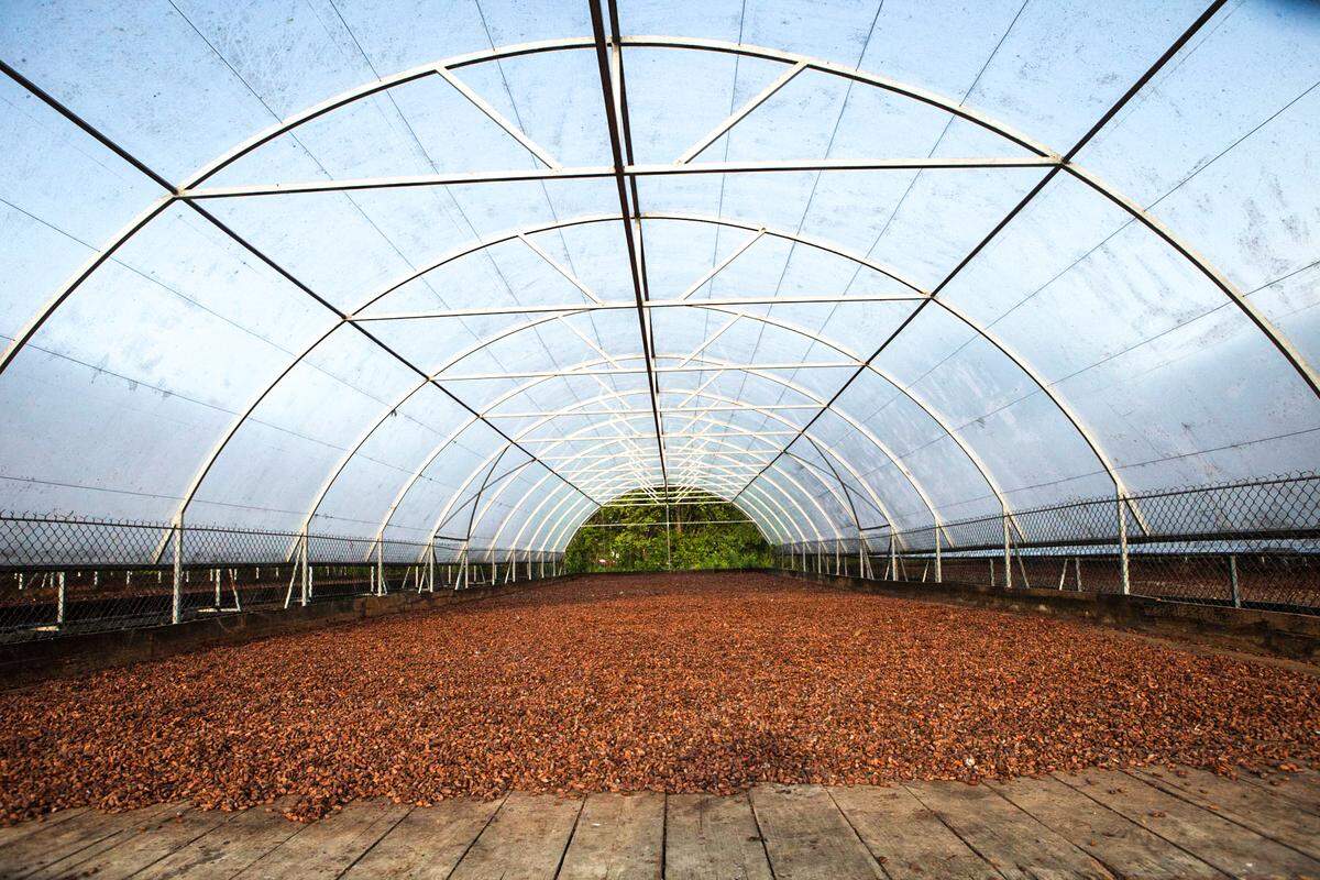 KU’L Chocolate fermented cacao beans drying in a hot house in the Dominican Republic.
