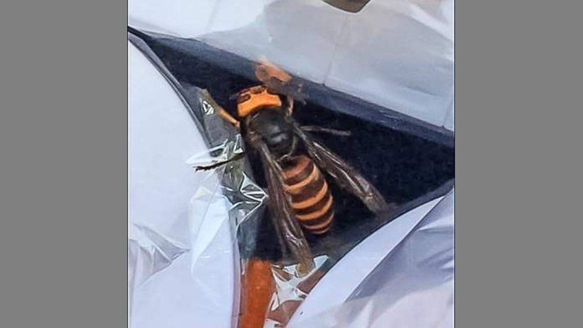 A member of the public said this photo of an Asian giant hornet was taken Aug. 18 at a restaurant on Birch Bay Drive while they were dining outside.