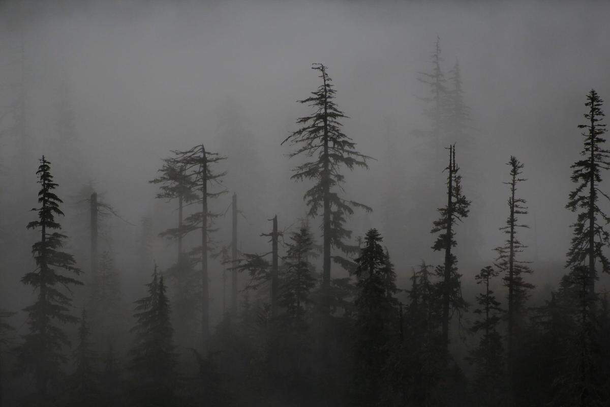 Tristan Jones’ ”Subdued Fog” was judged Best in Class (college) in the 2022 “Essence of Bellingham” photo competition.