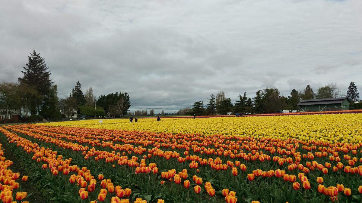 Skagit Valley Tulip Festival visitors in the RoozenGaarde tulip fields in Mount Vernon.