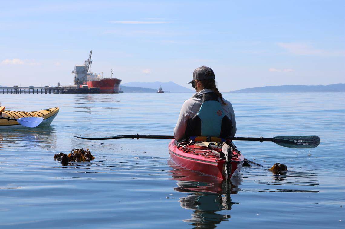 Kelp monitoring volunteer Brooke Friesen observes bull kelp at Cherry Point Aquatic Reserve in Whatcom County on Tuesday, Aug. 10.