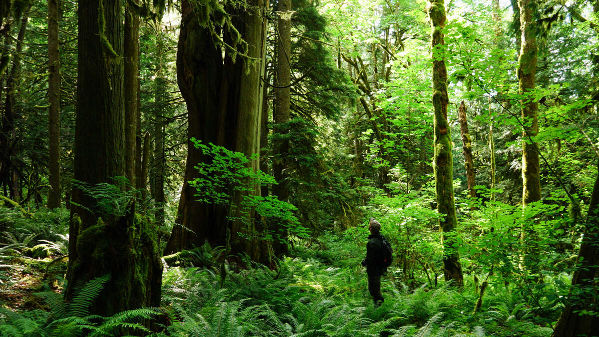 Nooksack River Valley forests at risk as DNR plans timber sales, activists say