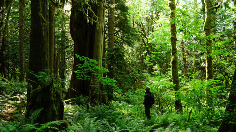 Nooksack River Valley forests at risk as DNR plans timber sales, activists say