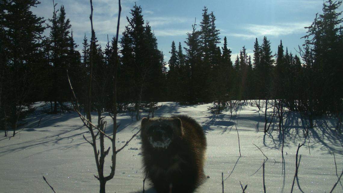 This wolverine tried eating a trail camera in Alaska’s Denali National Park and Preserve, officials say.