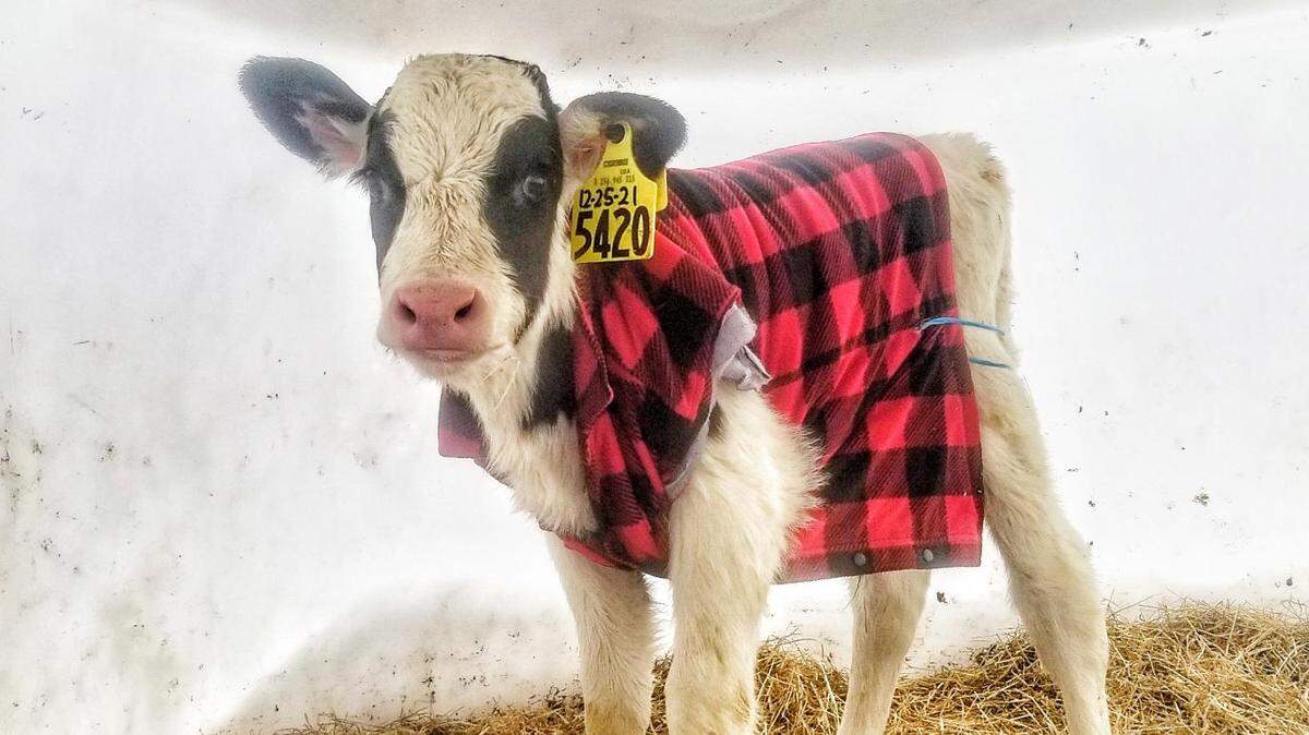 Erica DeWaard runs Legacy Custom Ag in Lynden, Wash., and bought her calves vests to keep them warm during recent low temperatures.