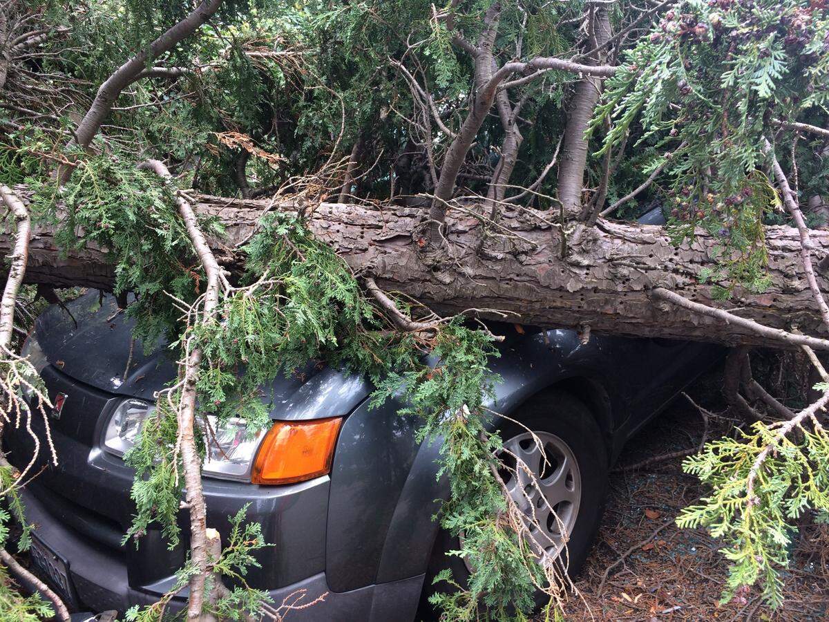 A tree smashed two cars on south Forest Street in Bellingham Tuesday, Oct. 13, during a wind storm.