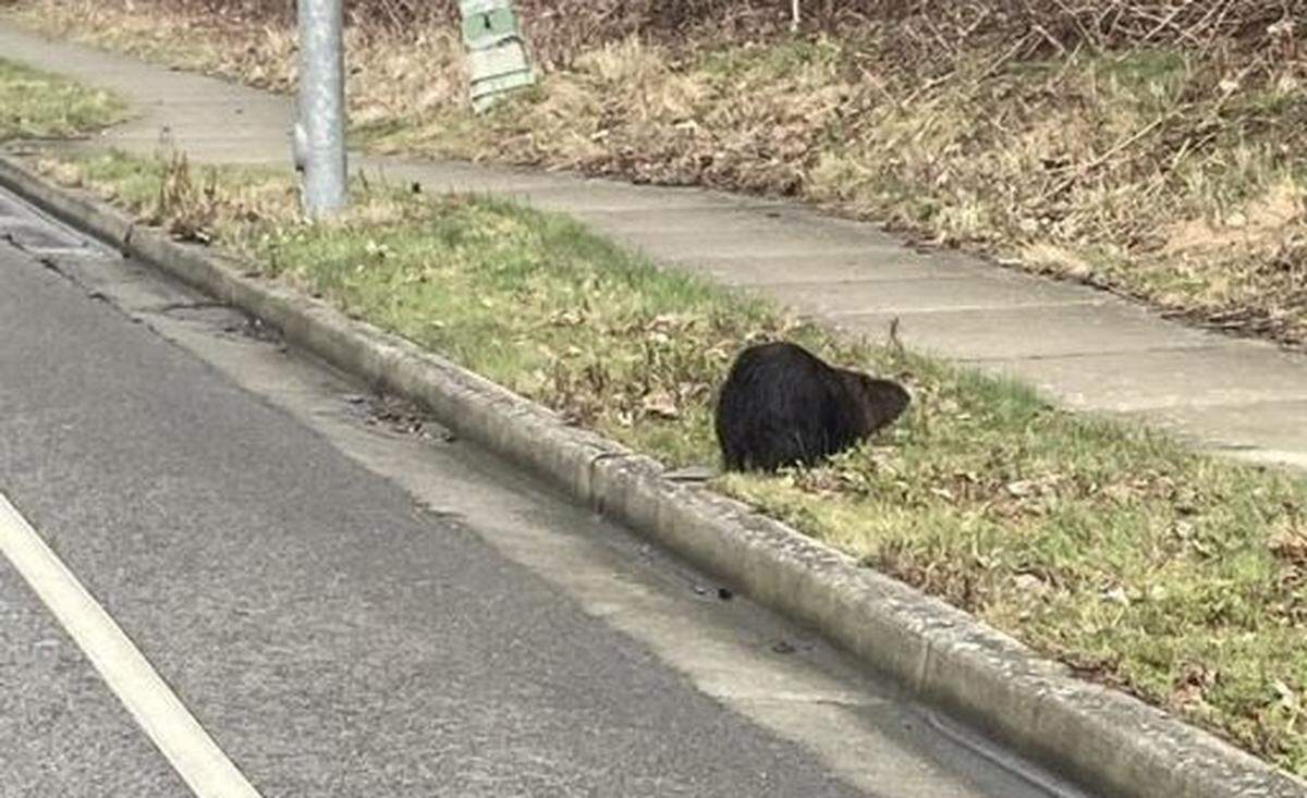 A beaver was taken into custody by police after illegally blocking a road.