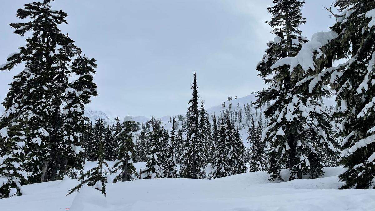 Snow covers trees Saturday, Feb. 25, near the Mt. Baker Ski Area in Whatcom County, Wash. Pan Dome at the ski area had a base of 171 inches of snow on Friday, March 17.