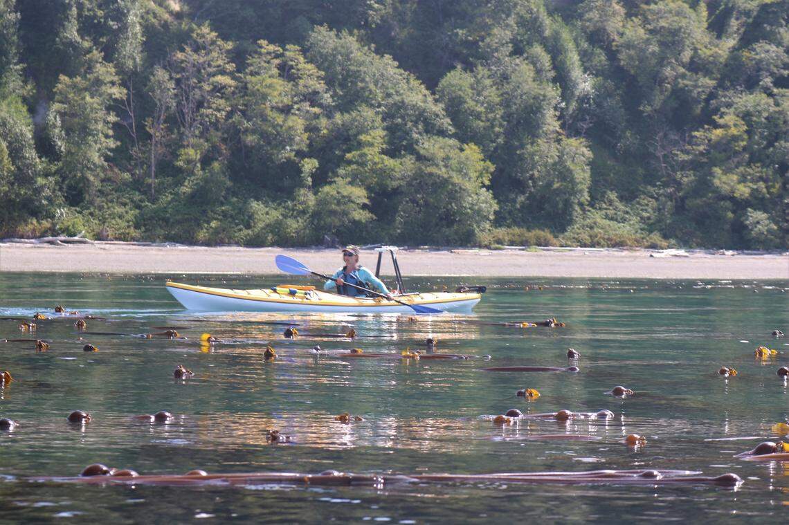 Kelp monitoring volunteer Eleanor Hines paddles through a bull kelp forest at Cherry Point Aquatic Reserve in Whatcom Count, on Tuesday, Aug. 10.