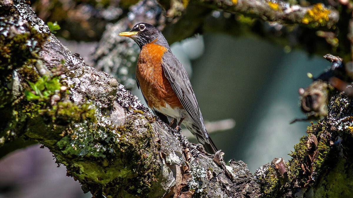 Jeffrey Barclay’s “Robin” was judged Best in Show first place in the 2022 “Essence of Bellingham” photo competition.